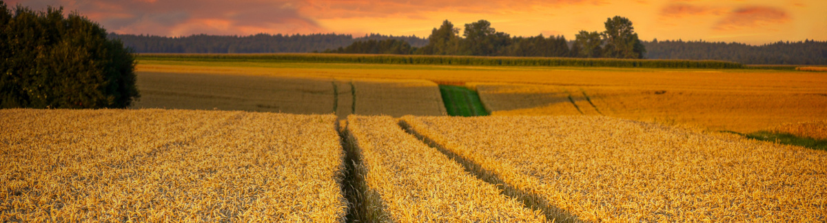 Regionale Bio Partner