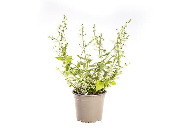 Produktfoto zu Elfensporn (Diascia) 6 Pflanzen