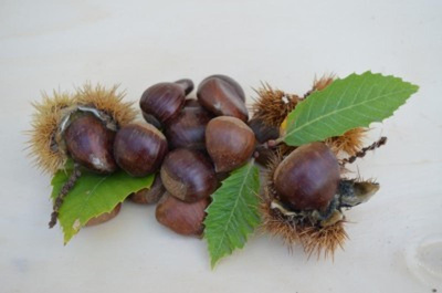 Produktfoto zu Maronen in d. Schale
