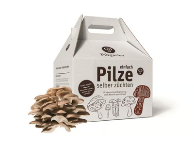 Produktfoto zu Pilzkit - Kastanienseitlinge