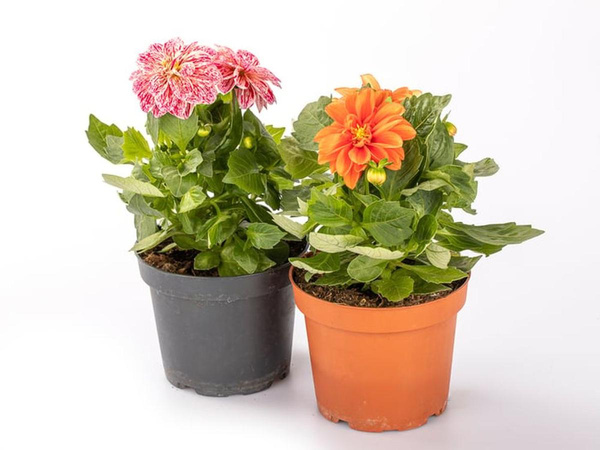 Produktfoto zu Dahlie (Dahlia) 6 Pflanzen