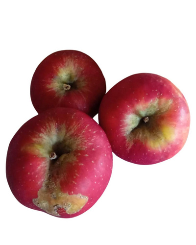 Produktfoto zu Charakterapfel Topaz