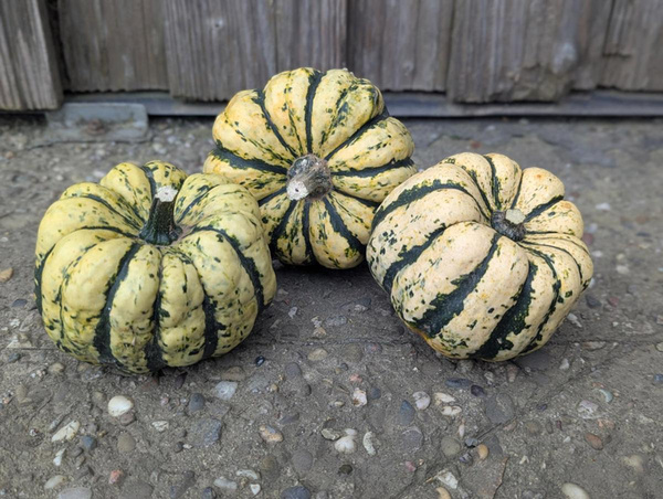 Produktfoto zu Kürbis Sweet Dumpling