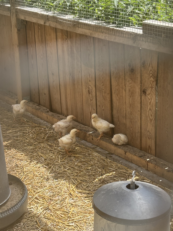 KI generiert: Küken laufen in einem Gehege mit Holzlattenzaun und Stroh am Boden.
