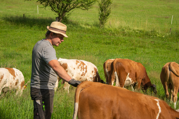 KI generiert: Ein Mann betreut Kühe auf einer grünen Wiese.