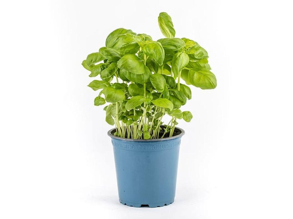 Produktfoto zu Basilikum im Topf