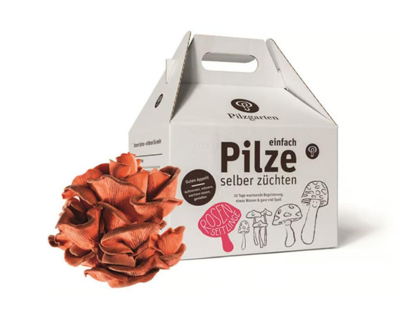 Produktfoto zu Pilzkit - Rosenseitlinge