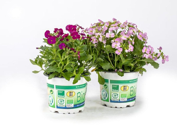 Produktfoto zu Blaukissen (Aubrieta) 6 Pflanzen