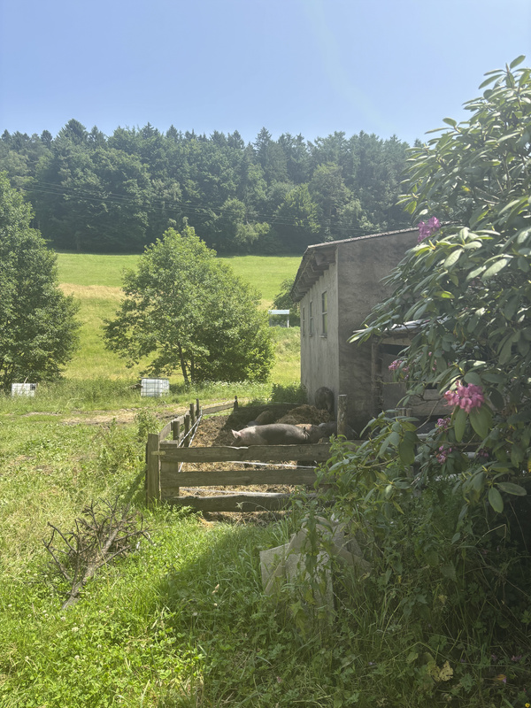 KI generiert: Landschaft mit Wiese, Wald und Schweinen im Gehege neben einem Gebäude.