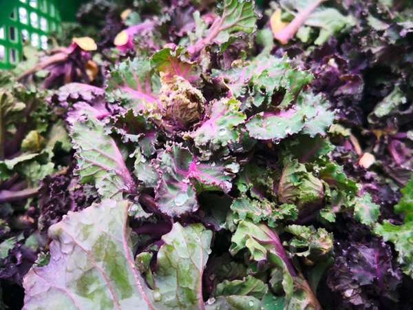 Produktfoto zu Flowersprouts