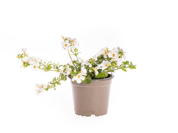 Produktfoto zu Schneeflockenblume (Bacopa) 6 Pflanzen