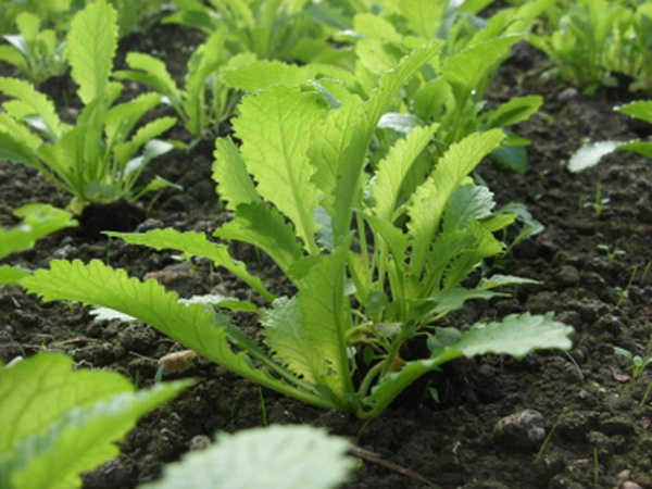 Produktfoto zu Asia Mix (Schnittsalat)