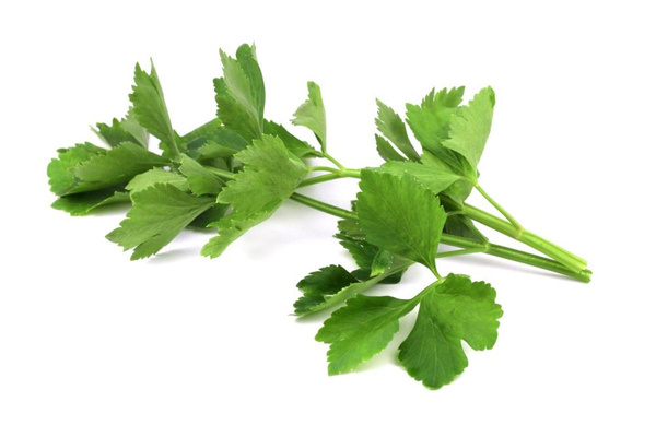 Produktfoto zu Koriander frisch, 5 Bund