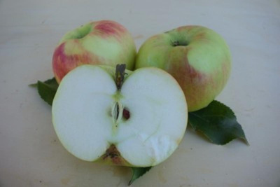 Produktfoto zu Apfel Brettacher