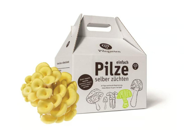 Produktfoto zu Pilzkit - Limonenseitlinge