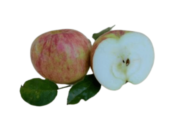 Produktfoto zu Apfel Goldparmäne