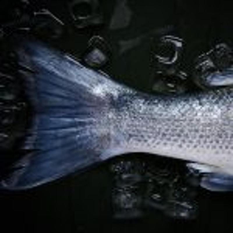 Frische und geräucherte Fischspezialitäten