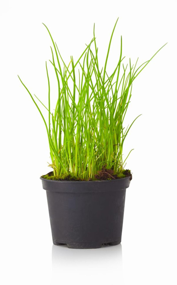 Produktfoto zu Schnittlauch im Topf