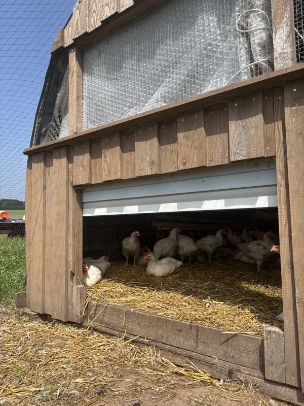KI generiert: Hühner im Stall mit offenem Tor, umgeben von Stroh, draußen sonniges Wetter.