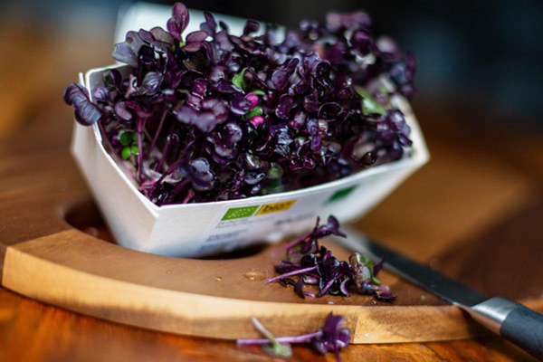 Produktfoto zu Radieschenkresse im Schälchen