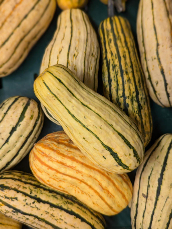 Produktfoto zu Kürbis Delicata