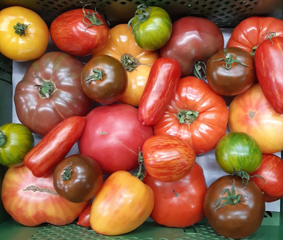 Produktfoto zu Tomaten Mix